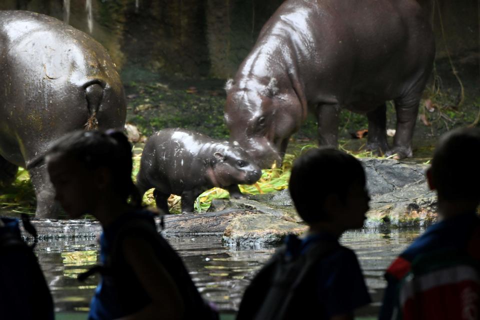 A baby pygmy hippopotamus looks on with its parents inside its enclosure at the Singapore Zoological Garden on January 11, 2018. The Wildlife Reserves Singapore's Jurong Bird Park, Night Safari, River Safari and Singapore Zoo have reported some 540 animal births and hatchings in 2017, a quarter of them from threatened species, as wildlife parks continue conservation breeding efforts. / AFP PHOTO / Roslan RAHMAN        (Photo credit should read ROSLAN RAHMAN/AFP via Getty Images)