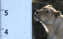 <p>An Asiatic lion stands by a measuring ruler during the annual weigh-in at London Zoo, August 24, 2016. (Neil Hall/Reuters)</p>