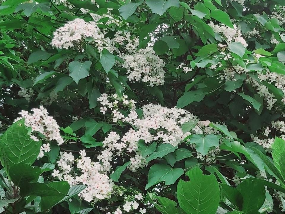 三芝賞桐步道是桐花秘境。(新北市景觀處提供)