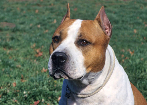 American Pit Bull Terrier