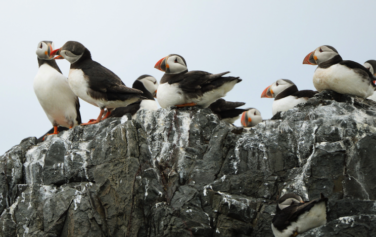 There’s plenty of puffins on Farne Islands (Picture: REX Features)