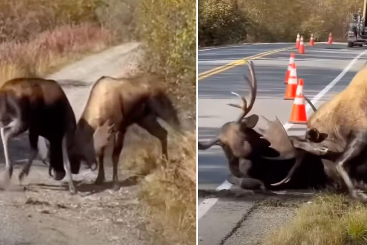 Watch: Intense Video Shows Two Massive Bull Moose Battling on a Highway photo