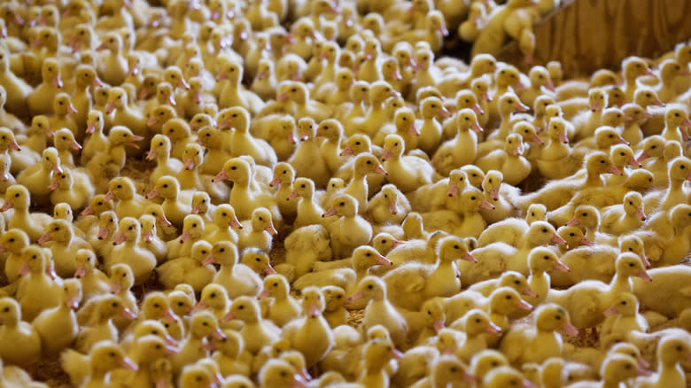 ducklings bred for foie gras
