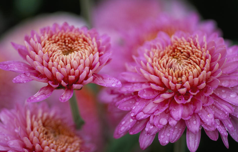 Chrysanthemum flowers (Clive Nichols / Getty Images)