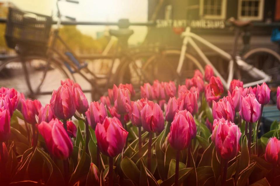 Tulipanes y bicicletas cerca de un canal, en Ámsterdam (Países Bajos).