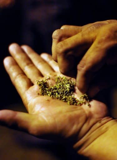 Marijuana is seen here on a local resident's palm at the Park Dakota, north of Cali, Colombia. Despite the fact that marijuana production is illegal in Colombia, farmers say they continue to sell both traditional and modified marijuana because of economic advantages