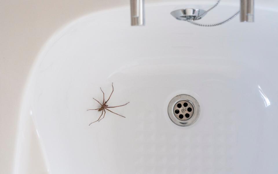 If you see a spider in the bathroom sink, how do you react?