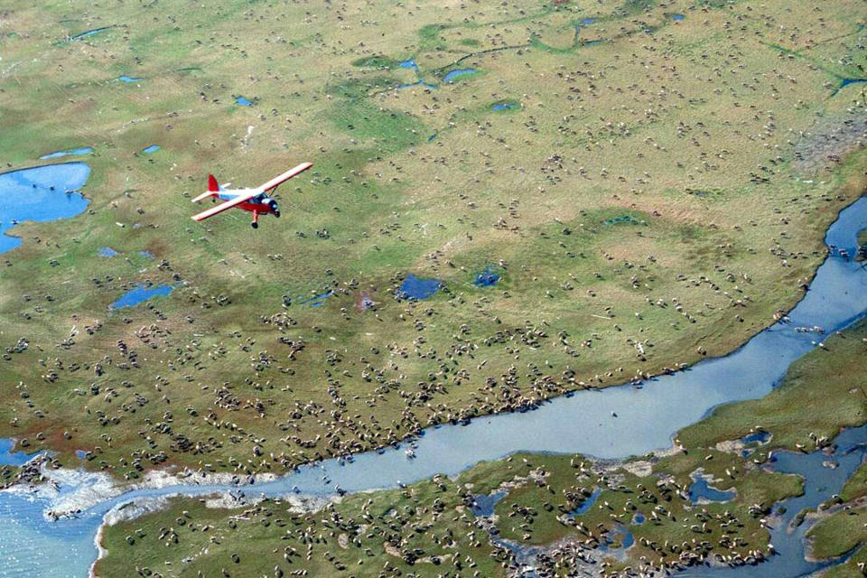 An airplane flies over caribou from the Porcupine Caribou Herd on the coastal plain of the Arctic National Wildlife Refuge in northeast Alaska. (Photo: U.S. Fish and Wildlife Service via AP)