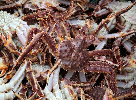 Captured king crabs are collected on the boat of sea Sami fisherman Tommy Pettersen, 47, in Repparfjord, Norway, June 13, 2018. REUTERS/Stoyan Nenov/Files