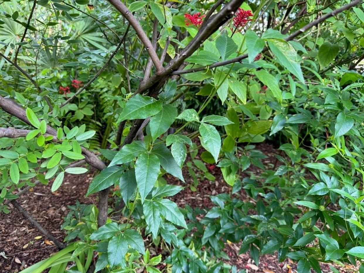 Maypop's bright red blossoms have a fragrance many find pleasing. The climbing vine can quickly cover an arbor, trellis, or neighboring tree or shrub.