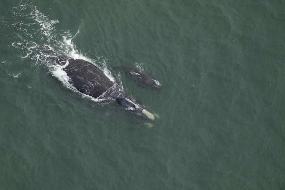 The first North American right whale mother and calf pair was spotted recently off the South Carolina coast near Beaufort.