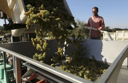 University of California Davis student Joseph Belsky watches as Chardonnay grapes are deposited into a crusher during a wine grape harvest in Davis, California August 21, 2014. REUTERS/Robert Galbraith