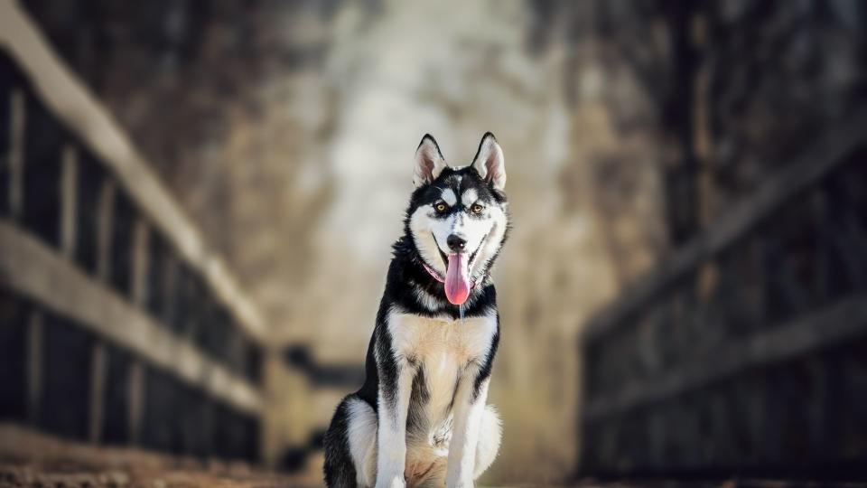 Husky sitting on the bridge