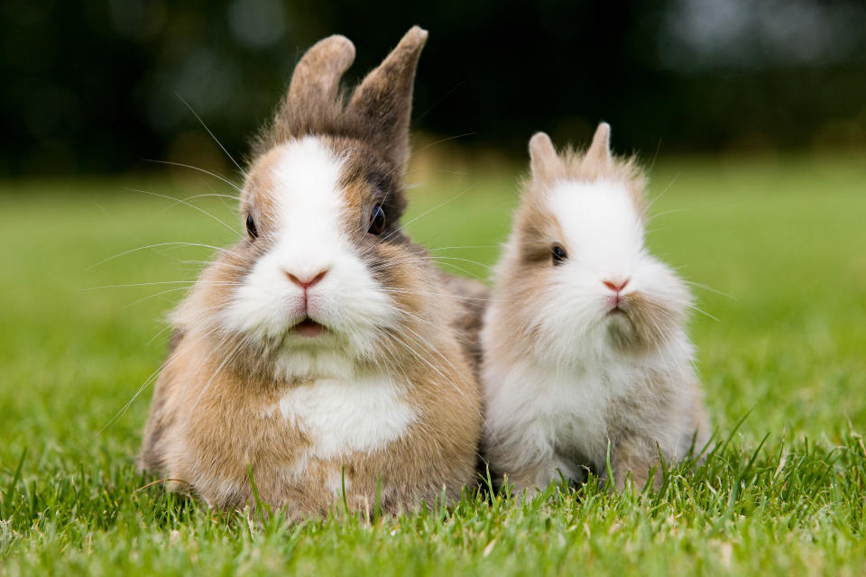 毛茸茸、軟呼呼的兔子，是許多人心中的萌寵首選。（圖片來源：Getty Images）