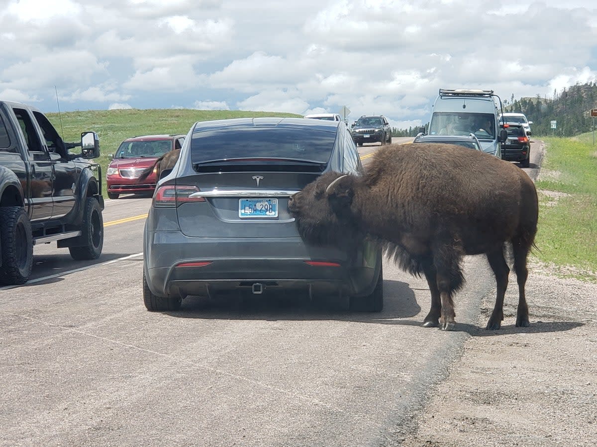 Too close for comfort: A curious bison (Simon and Susan Veness)