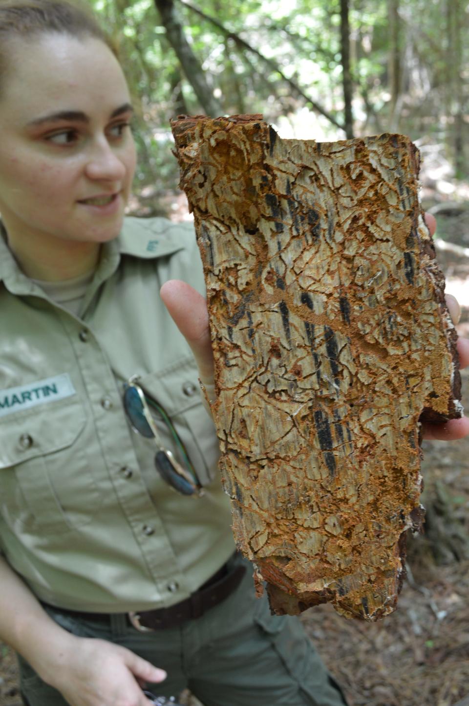 Southern pine beetles can kill trees within six weeks as they bore through bark. Foresters in Wakulla and Franklin counties are reporting areas that have been infested with the native beetles