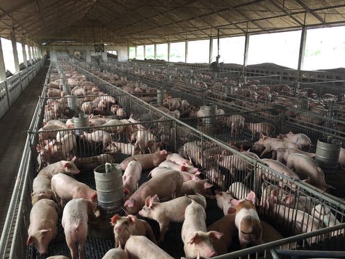 <span class="caption">Pigs growing human pancreases, coming to a farm near you soon?</span> <span class="attribution"><span class="source">shutterstock</span></span>