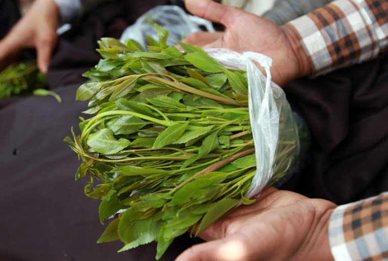 TO GO WITH AFP'S "THE WORLD'S WATER" PACKAGE A Yemeni vendor displays "qat" leaves, a popular local mild narcotic plant, for sale at an outdoor market in the Yemeni capital Sanaa on May 14, 2014. In the mountains around Sanaa, farmers are drilling so many unlicensed boreholes to irrigate the thirsty crop for the stimulant plant qat -- craved by the capital's residents -- that the water table is falling by as much as six metres (20 feet) a year. AFP PHOTO/ MOHAMMED HUWAIS