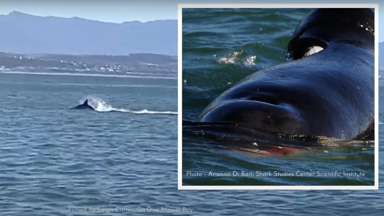 An orca whale hunts a great white shark. Blood is seen near the orca's mouth.