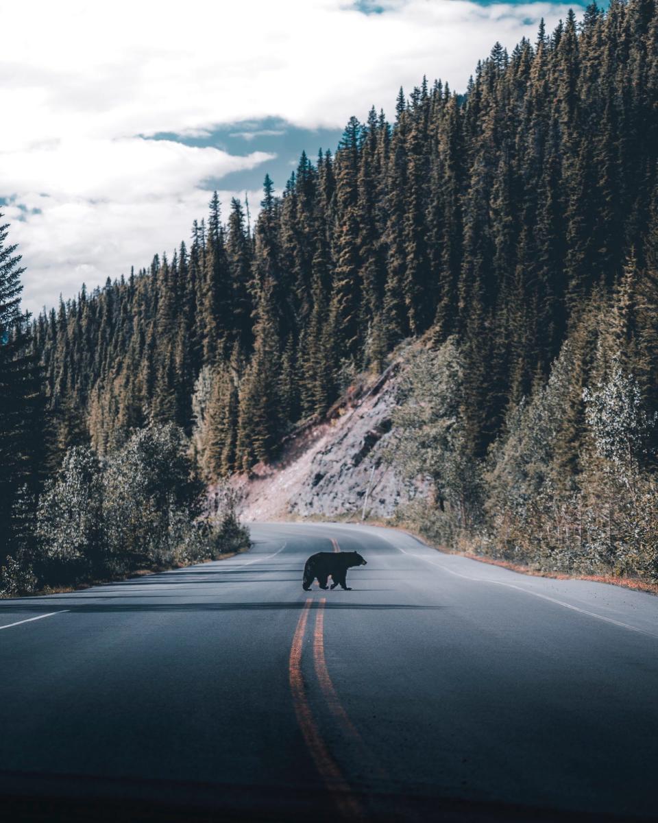 'Bear crossing' by @blakehobson (Canada)