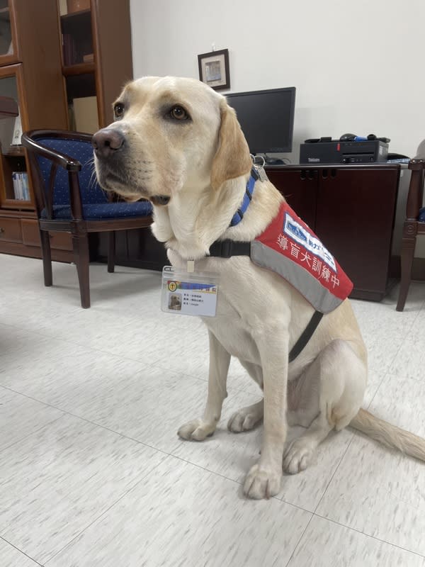 羅東聖母醫院治療犬報到上班 宜蘭縣羅東聖母醫院引進治療犬Jungle（圖），10日 由院長馬漢光掛上員工證，即日起跟著護理人員巡視 病房、與病患互動，成為療癒心靈好幫手。 （聖母醫院提供） 中央社記者沈如峰宜蘭縣傳真  112年8月10日 