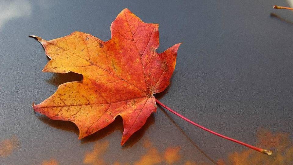 Hoja con colores de otoño flotando en el agua  / Foto: Getty Image 
