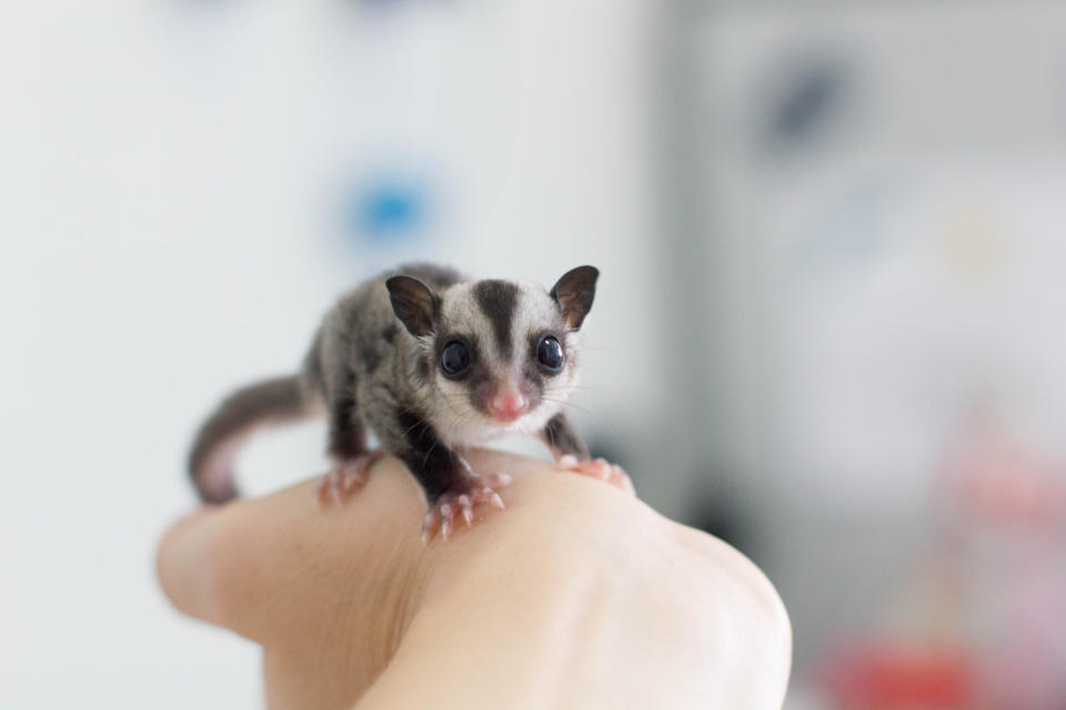 Tiny sugar glider