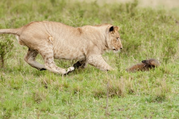 Mongoose fights off four lions