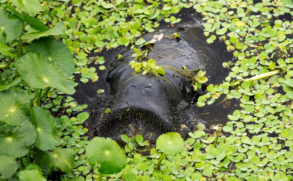 A manatee munches on water plants on the east side of the lock at the Franklin Locks on Monday, Oct. 9, 2023. Large-scale Lake Okeechobee releases down the Caloosahatchee are likely a few weeks away as the U.S. Army Corps of Engineers continues to deal with high lake levels in dry season.