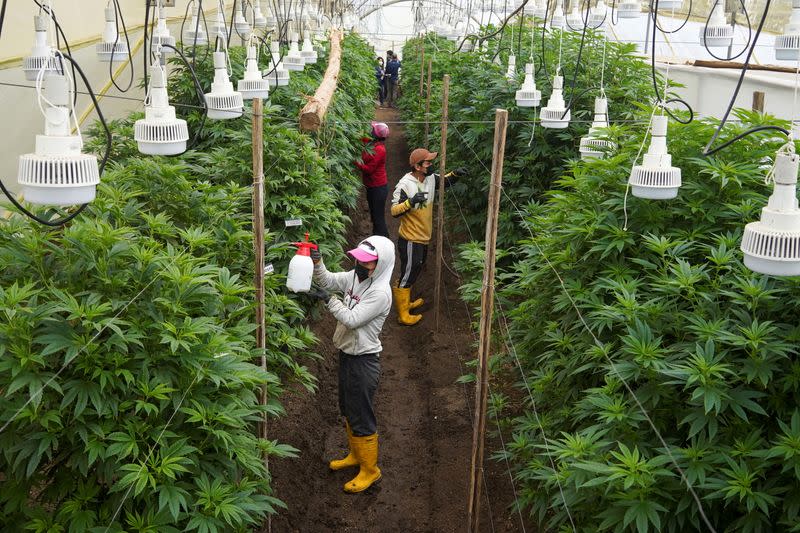 Foto de trabajadores regando plantas de cannavis en Tabacundo, Ecuador