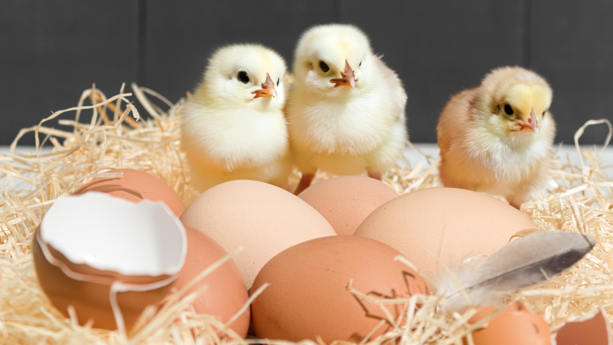 three baby chickens standing in a nest with open and unopened eggshells