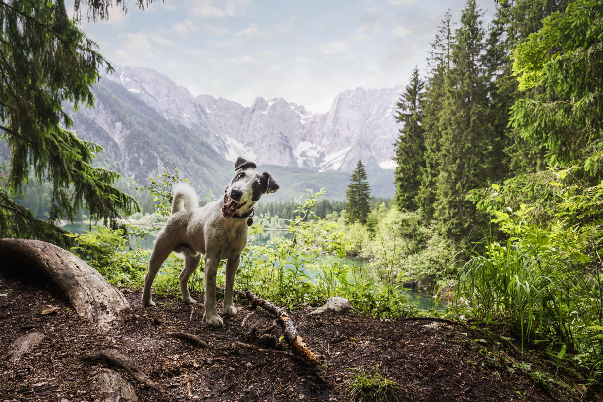 Hund Foxterrier in Natur Umgebung