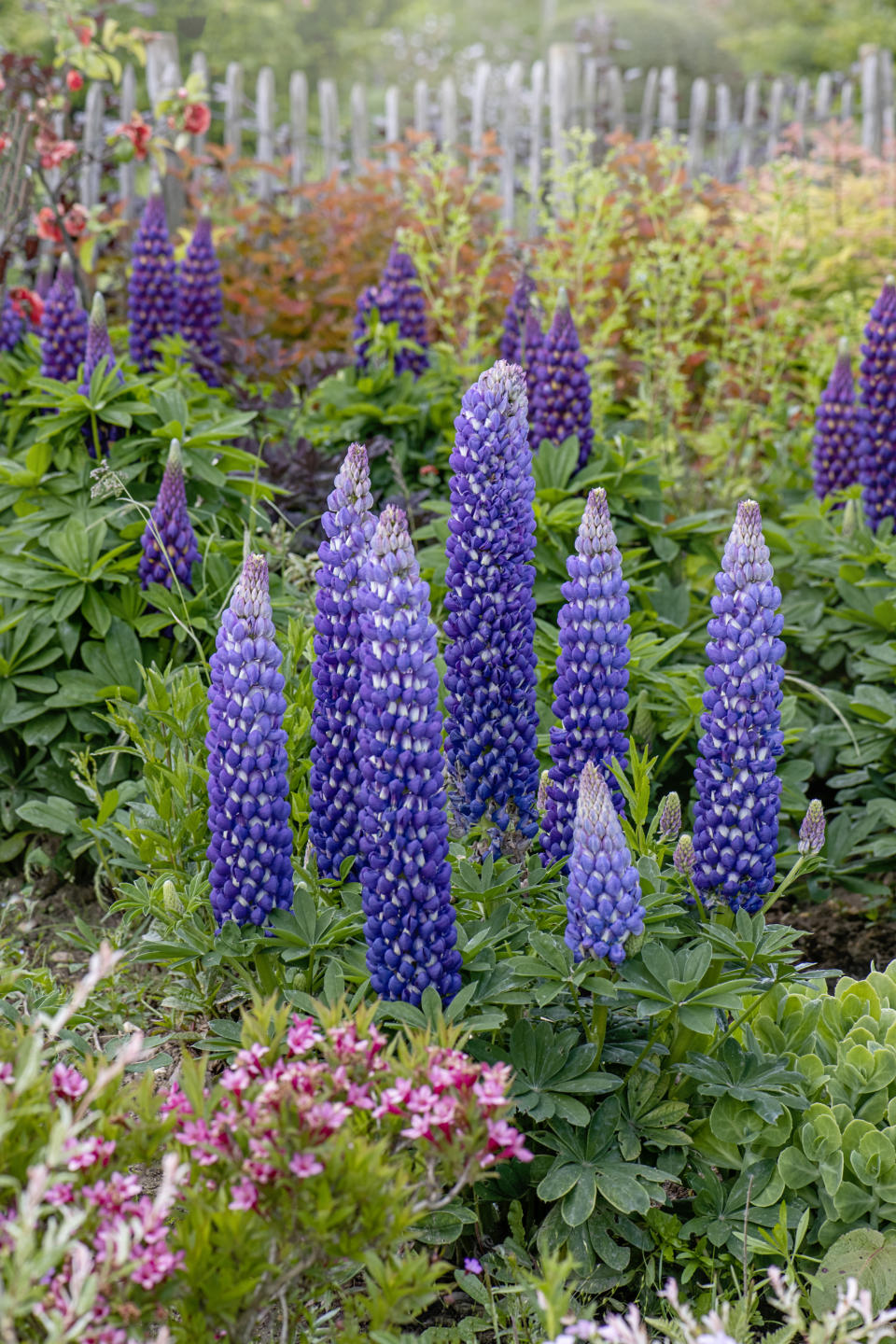 Lupine flowers