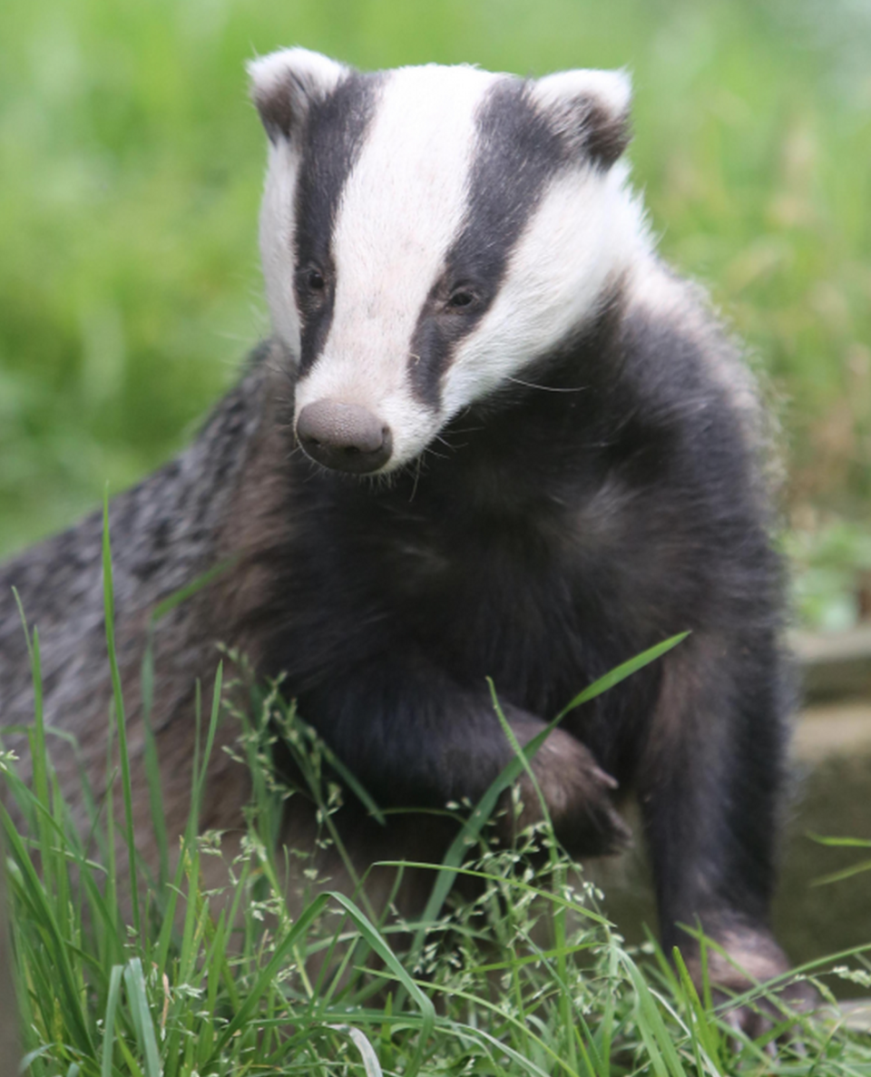 7 Things You Didn’t Know About Badgers