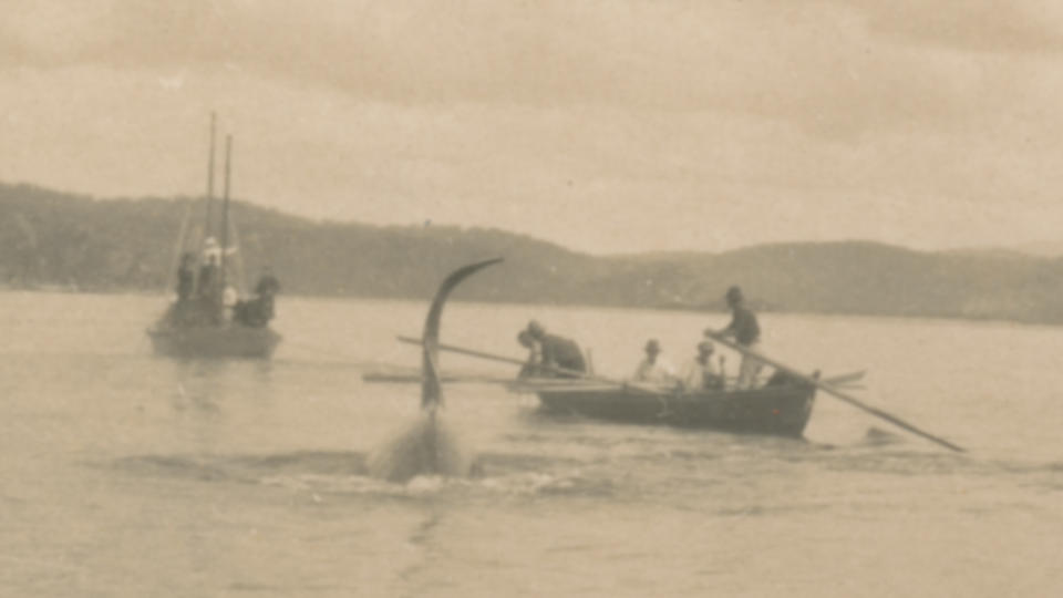 A killer whale swimming with whaling boats.