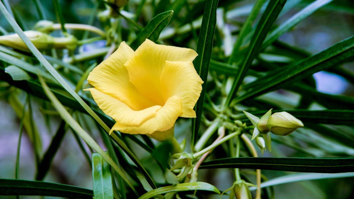  Close up of a butter yellow, fluted flower growing from a shrub . 