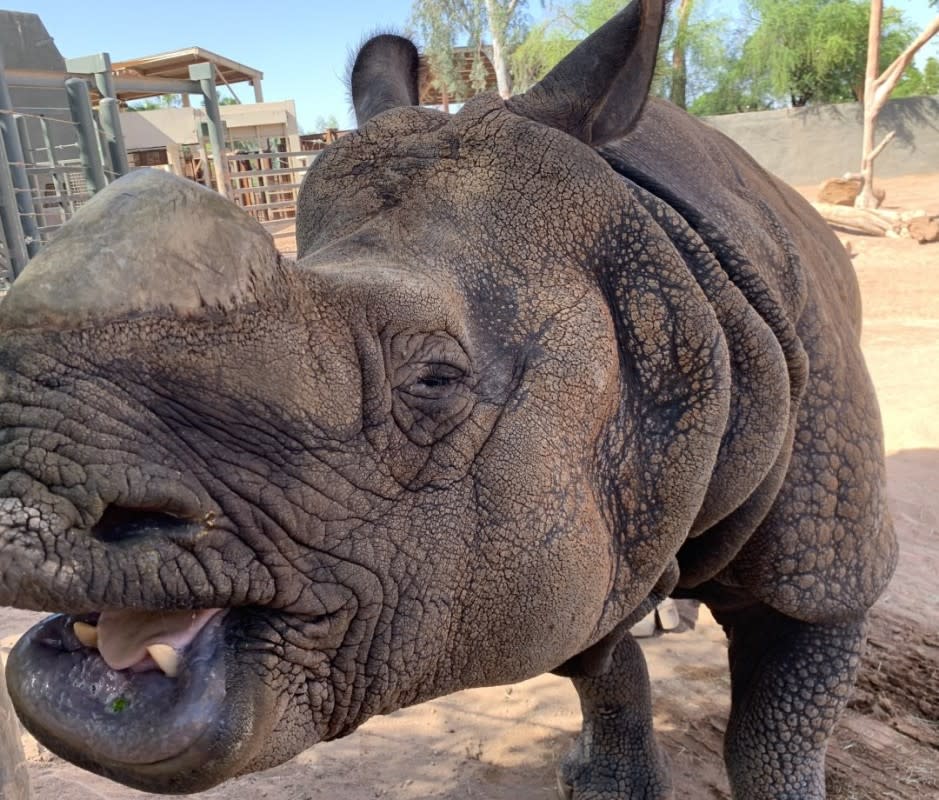 Just one of over 3,000 welcoming residents at the Phoenix Zoo.<p>Lesley Carter</p>