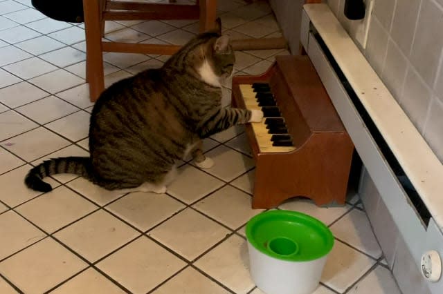 This cat has learned to play the piano, to tell his owners' when he's hungry