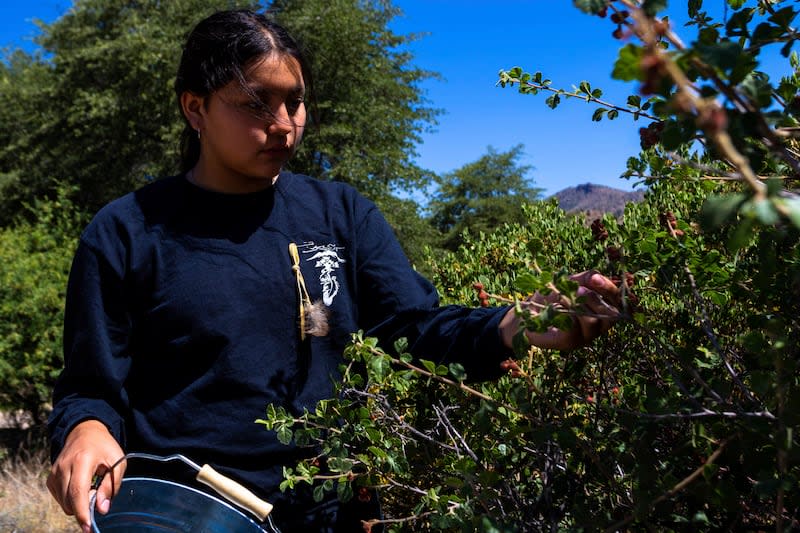 Soleil Davignon picks berries for her coming of age ceremony on Oak Flat Campground. | Ty O'Neil