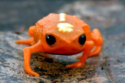 Pumpkin Toadlet