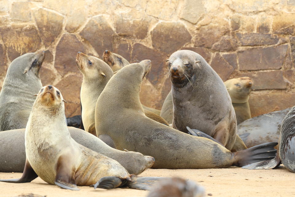 <p>Seals have overtaken the area surrounding the public restrooms at the Cape Cross Seal Reserve in Namibia. (Photo: Gordon Donovan/Yahoo News) </p>