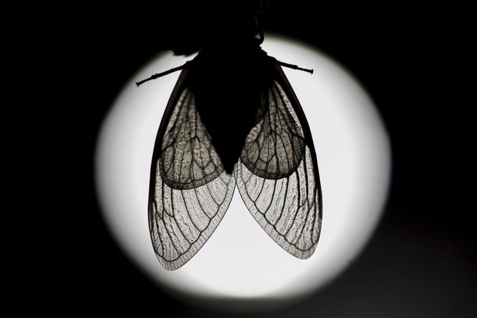 The veins of an adult periodical cicada's translucent wings are silhouetted by a distant building light, shortly after shedding its nymphal skin, Saturday, May 18, 2024, in Charleston, Ill. (AP Photo/Carolyn Kaster)