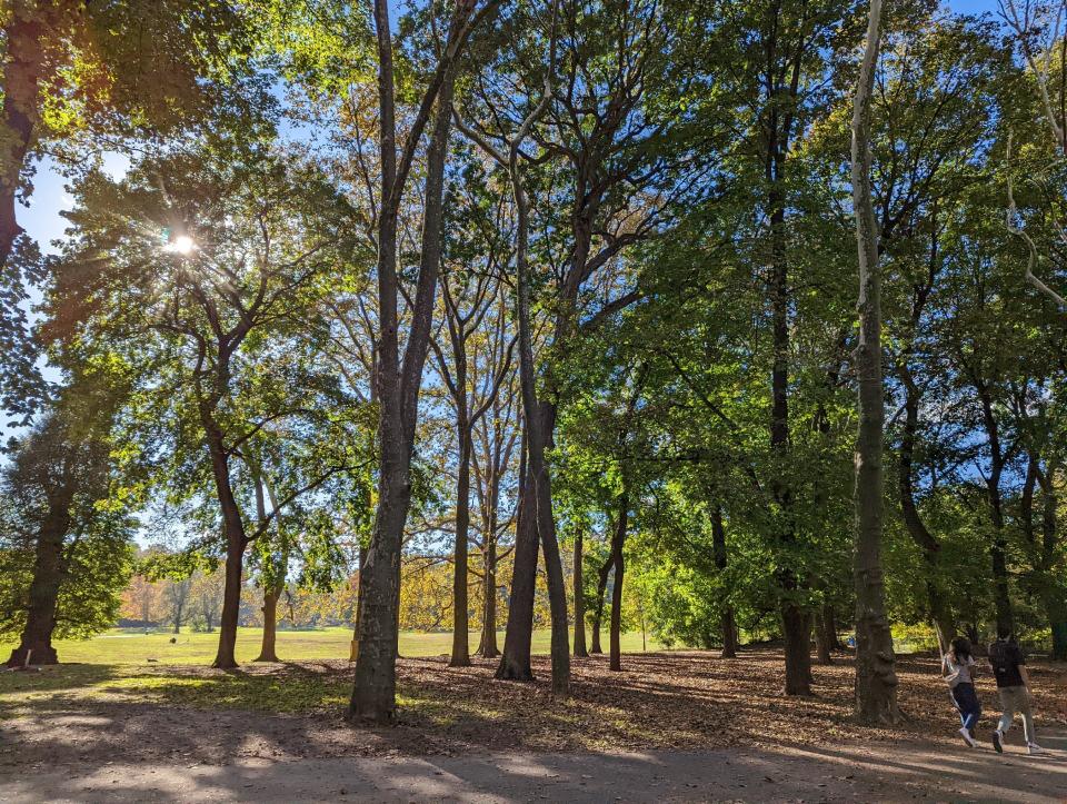 <p>Pixel 6 camera sample of the sun peeking through some trees at a park.</p>
