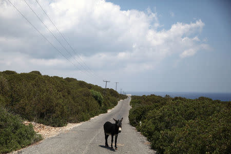 A wild donkey is seen in Karpasia peninsula in northern Cyprus August 3, 2017. Picture taken August 3, 2017.REUTERS/Yiannis Kourtoglou