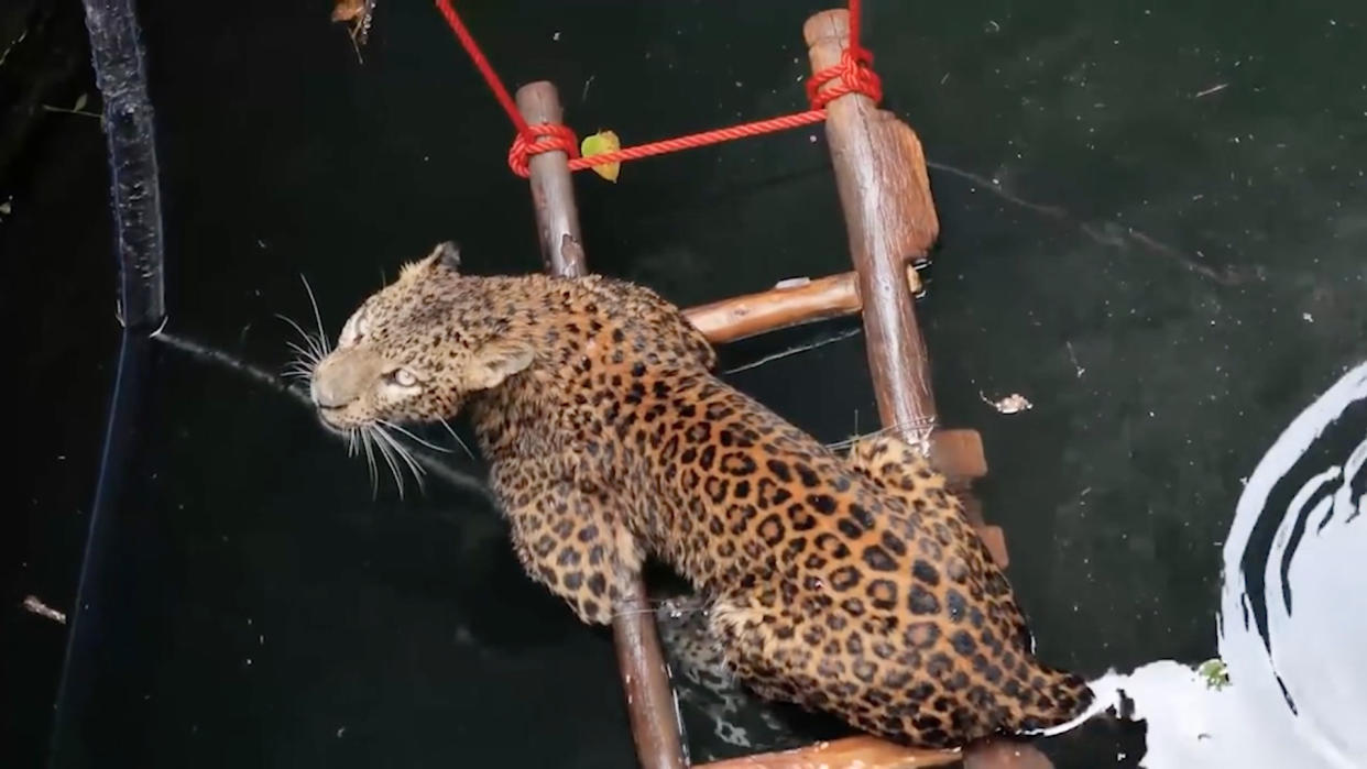 Dieser Leopard wurde in Indien aus einem Brunnen gerettet (Bild: Wildlife SOS/Caters News)