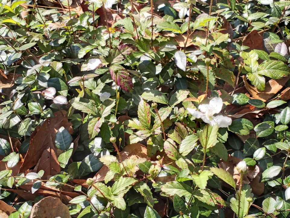 Southern dewberry growing on top of Asian jasmine is definitely a weed.