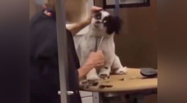 I'm sick to my stomach': Video shows pet groomer abusing dog