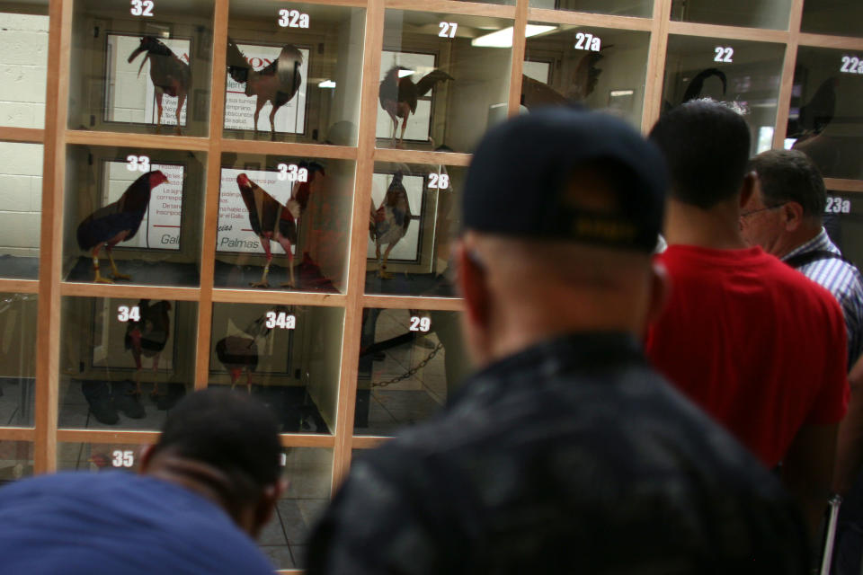 In this Friday, July 6 2012 photo, men discuss the merits of gamecocks on display before the start of a fight night at Las Palmas, a government-sponsored cockfighting club in Bayamon, Puerto Rico. The island territory’s government is battling to keep the bloodsport alive, as many matches go underground to avoid fees and admission charges levied by official clubs. Although long in place, those costs have since become overly burdensome for some as the island endures a fourth year of economic crisis. (AP Photo/Ricardo Arduengo)