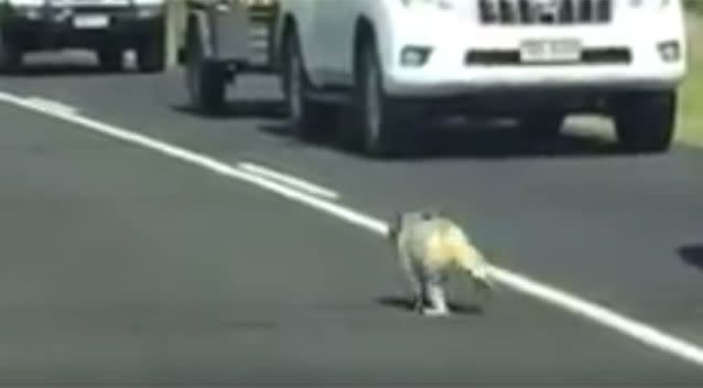 This little 'cotton tail' was caught hopping down the highway. Source: Facebook.