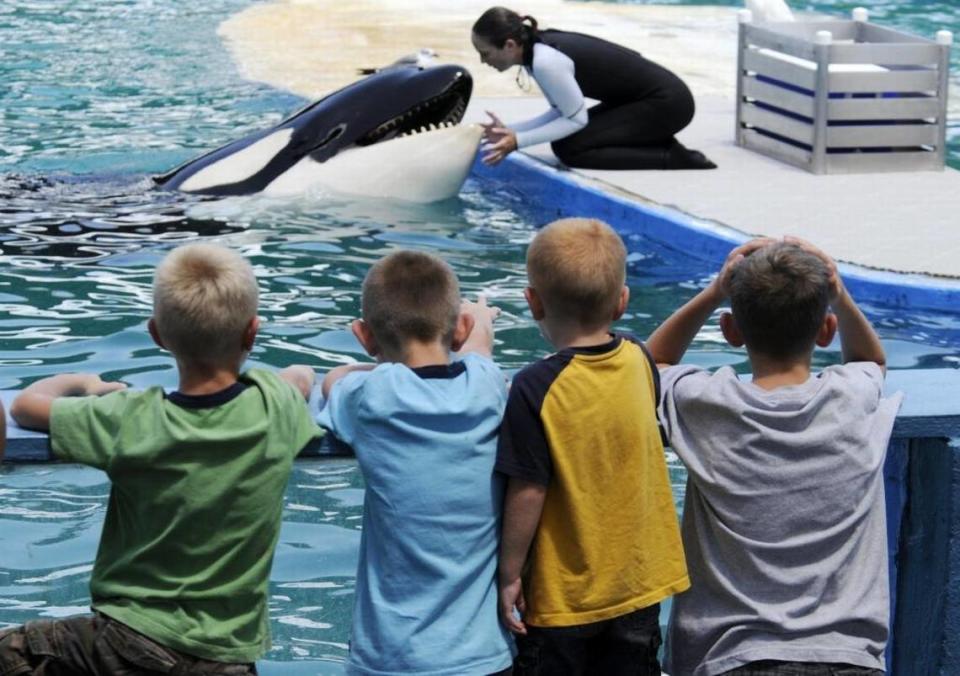 Un grupo de niños de Ozark, Missouri, observa a la gerente de entrenamiento del Seaquarium, Heather Keenan, interactuar con Lolita después de su espectáculo vespertino el 1º de septiembre de 2010.